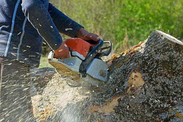 Residential Tree Removal in Kure Beach, NC